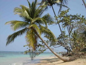 Palmenstrand in Las Terrenas Dominikanischen Republik