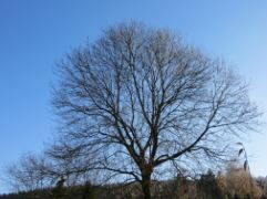 Baum im Erzgebirge