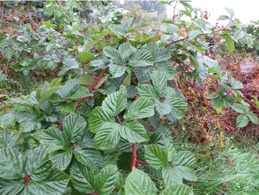 Brombeeren Pflanzen im Wald