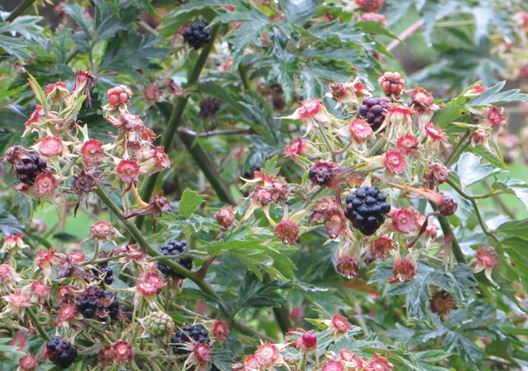 Brombeeren Pflanze mit Brombeere. Gesehen im Schrebergarten im September