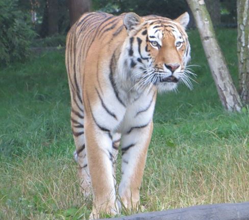 Ein Tiger im Tierpark Hagenbeck