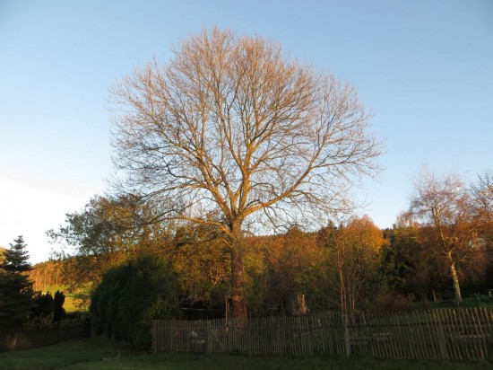 Zum Schluss mein 4 Jahreszeiten Baum am 01. November