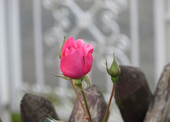 Blühende Rose im Herbst 2014