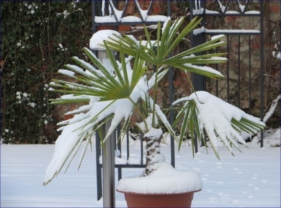 Eine mit Schnee bedeckte winterharte Palme im Garten