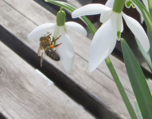 Mein Frühlingsfoto - Die Biene beim Naschen erwischt