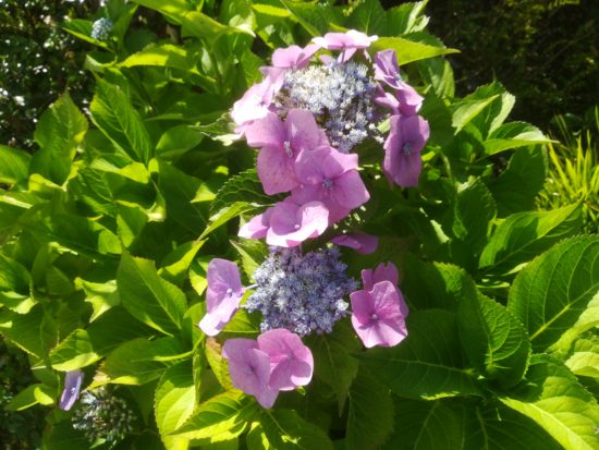 Blühende Hortensie