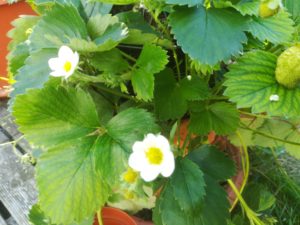 Blühende Erdbeeren im August